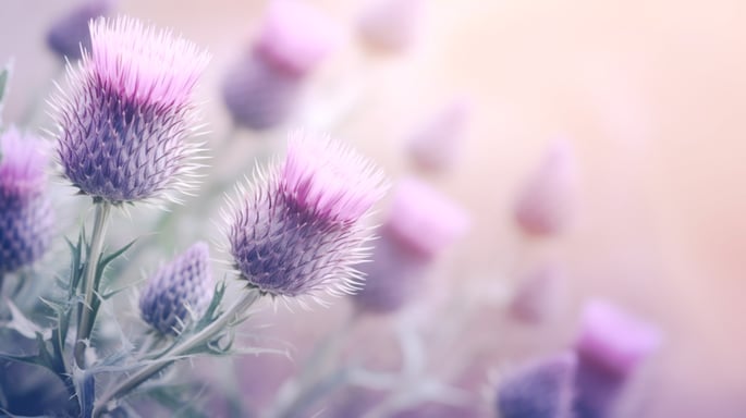 Die heilende Wirkung der Mariendistel auf die Leber